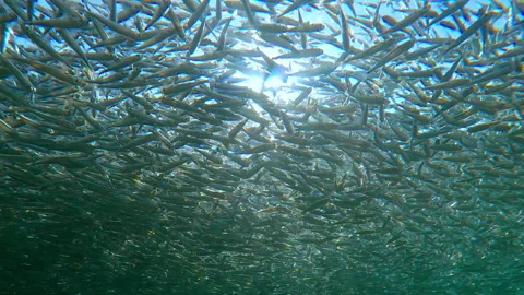 Large, solid gray cloud of Silversides accumulates below surface at spawning run Stock Footage 331479737