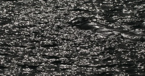 Large Southern Right whale floating on surface silhouetted against sun. Stock Footage 92316615