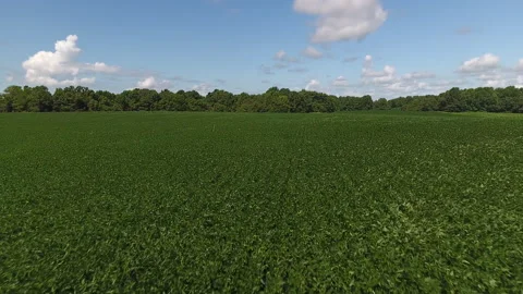 Large soy bean field on farm in Tennessee Stock Footage 137619694