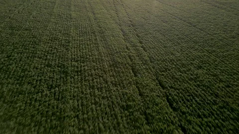 Large soybean field. Grain farming. Agriculture. Drone. Video stock 331483056