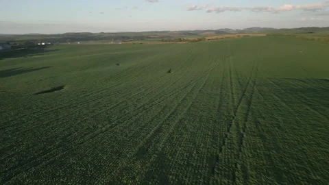 Large soybean field. Grain farming. Agriculture. Drone. Stock Footage 331483059