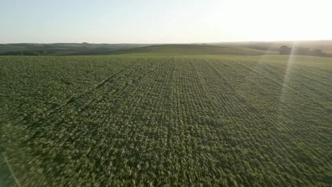Large soybean field. Grain farming. Agriculture. Drone. Stock Footage 331483068