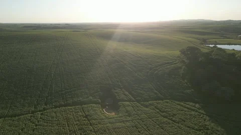 Large soybean field. Grain farming. Agriculture. Drone. Stock Footage 331483077