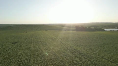 Large soybean field. Grain farming. Agriculture. Drone. Stock Footage 331483086