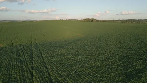 Large soybean field. Grain farming. Agriculture. Drone. Stock Footage 331483093