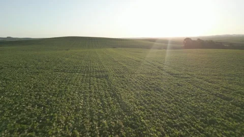 Large soybean field. Grain farming. Agriculture. Drone. Stock Footage 331483115