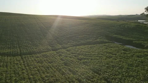 Large soybean field. Grain farming. Agriculture. Drone. Stock Footage 331483156