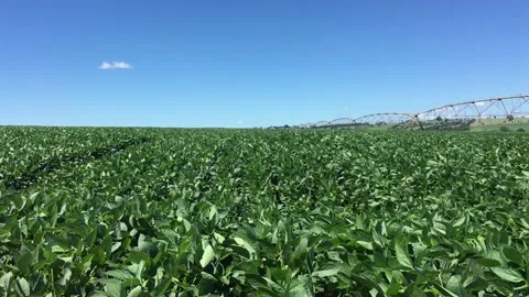 Large soybean field plantation. Stock Footage 131884236