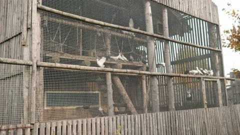Large spacious pigeon house made in a rustic style with pigeons inside Stock Footage 142863338
