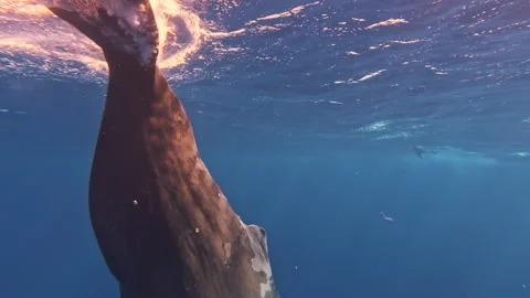 Large spermwhale dive in blue ocean. People dive to mammals under water. Blue Stock Footage 247765246