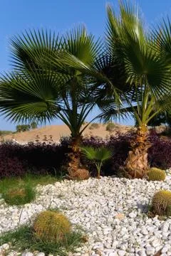 Large spherical cacti on a background of palm trees. Stock Photos