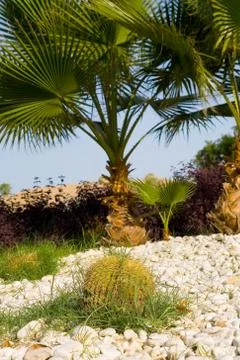 Large spherical cactus on the background of palm trees. Foto stock