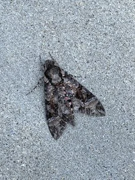 Large Sphinx Moth Stock Photos