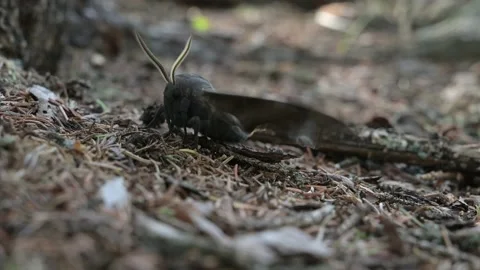 A large Sphinx moth sitting on the forest floor flutters it’s wings to dry them. Stock Footage 156516397