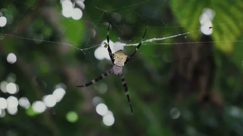 Large spider argiope appensa sits on a web in the jungle. Stock Footage 155884018