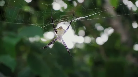 Large spider argiope appensa sits on a web in the jungle. Close-up Stock Footage 156118060