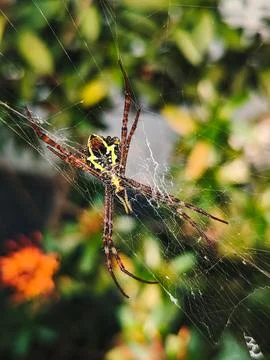 A large spider with a beautiful yellow pattern Stock Photos