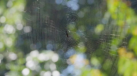 Large spider in a big web at the forest Stock-Footage 58399872