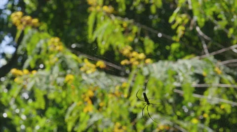 Large spider in a big web at the jungle Stock Footage 58392578
