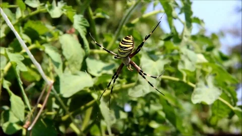 A large spider with black and yellow stripes hanging on its web Stock Footage 77862634
