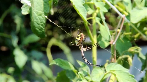 A large spider with black and yellow stripes on its web Stock Footage 77862938