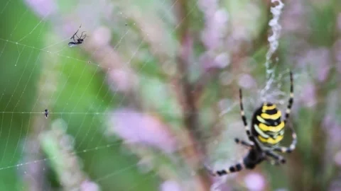 Large Spider caught Prey Fly in Web, Wasp Spider (Argiope Bruennichi), 4K Stock Footage 230703185