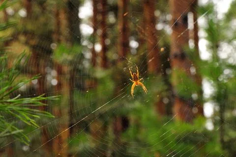 A large spider in the center of a spider web on conifers in the early morning Fotos de archivo