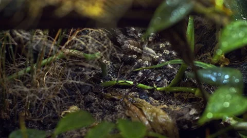 A large spider climbs into a hole in the web. Macro. House of pests. Close. Disa Stock Footage 139960680