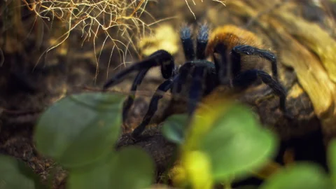 A large spider climbs into a hole in the web. Macro. House of pests. Close. Disa Stock Footage 139974229