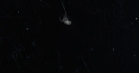 Large Spider Climbs out of Web Video stock 90367340
