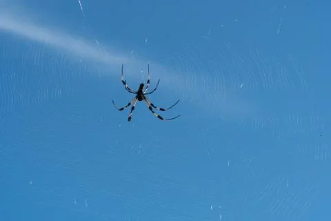 Large spider close up on web with beautiful blue sky background Stock Photos