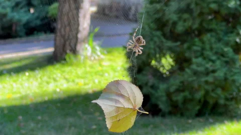 A large spider, the cross spider, climbs along a web towards a yellow leaf Video stock 286845309