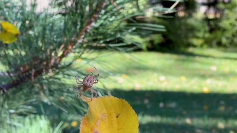 A large spider, the cross spider, climbs along a web towards a yellow leaf Stock Footage 286847155
