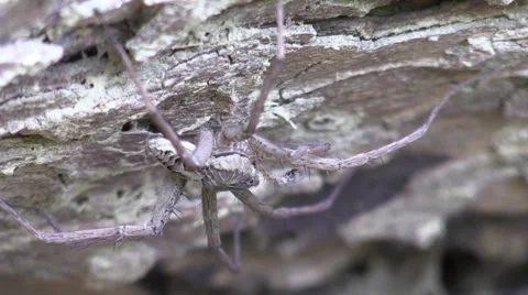 Large spider eating pray Stock Footage 65282781