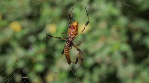 Large spider feeding on meal worm squirming Stock Footage 250357858