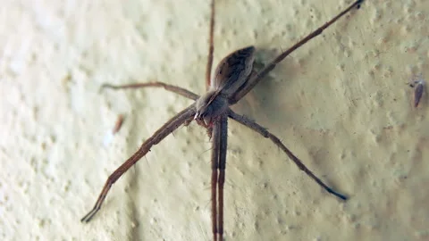 Large spider Video stock 241829475