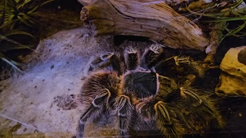 A large spider  Stock Footage 253061645