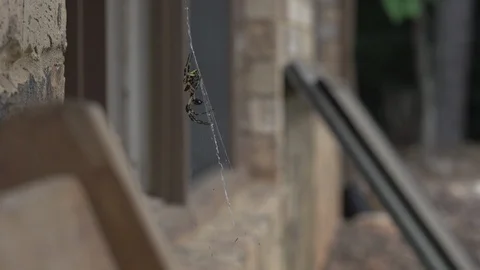 Large Spider Hanging on a Web Stockbeeldmateriaal 86214594