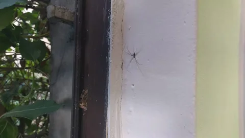 A large spider hangs on the wall Видео 332504683