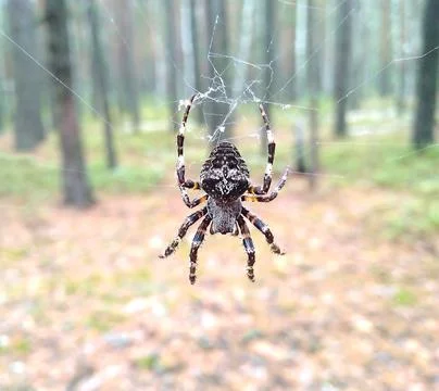 A large spider hangs on a web. Stock Photos