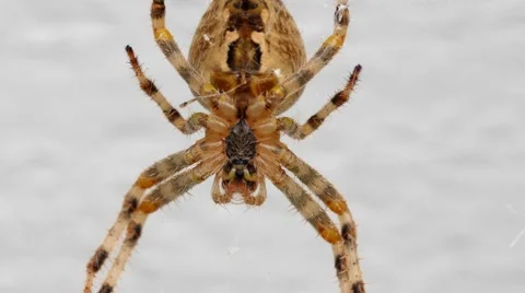 Large spider in his web Stock Footage 53841222