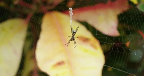 Large Spider in Jungle Video stock 262029562