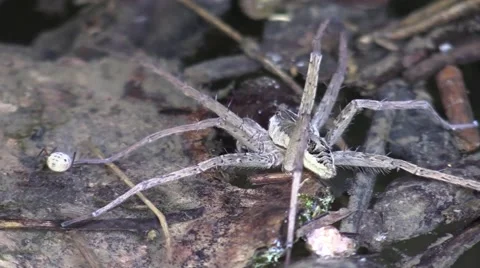 Large spider kills small spider Stock Footage 65282718