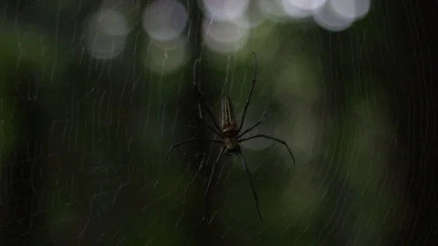 Large spider that lives in the nest Stock Footage 122491393