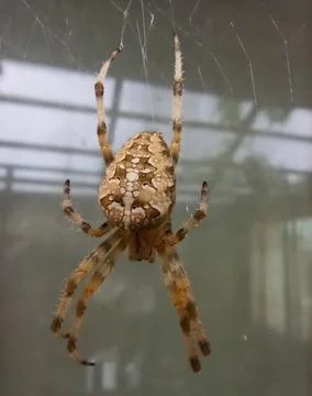 Large spider macro close up Stock Photos