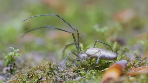 Large Spider On Moss And Leaf Litter At Night, Ground Level Shot Stock Footage 336481672