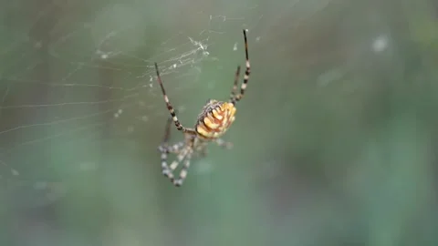 A large spider moves its paws on the web 库存影片 159861756