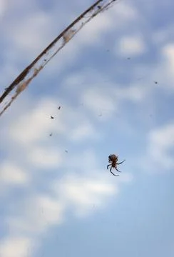A large spider with a pattern on the abdomen sits on the fishing line Stock Photos