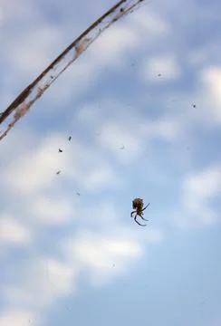 A large spider with a pattern on the abdomen sits on the fishing line Stock Photos