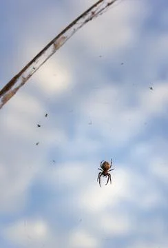 A large spider with a pattern on the abdomen sits on the fishing line Stock Photos
